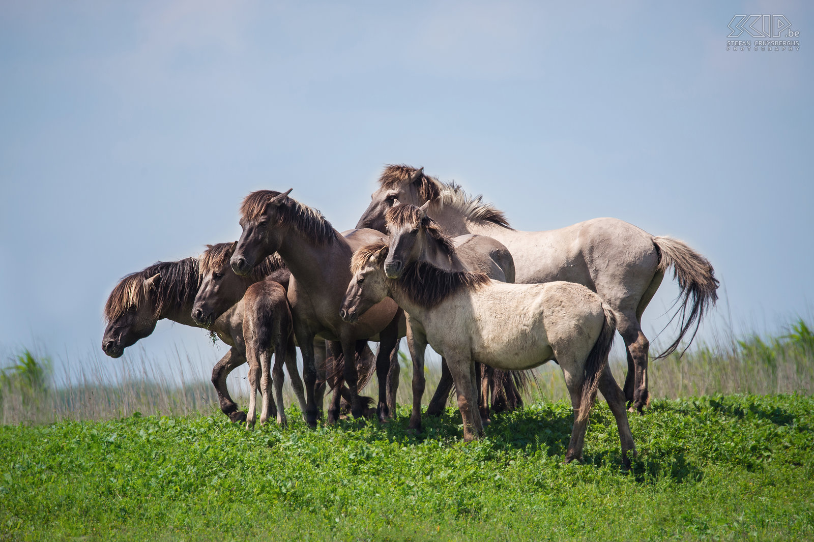 Oostvaardersplassen - Konik paarden In de Oostvaardersplassen leven er ongeveer 1100 wilde paarden en dat is de grootste populatie in Europa. De konik is van oorsprong een Pools en Wit-Russisch klein wild paard. Ze leven in grote groepen met veel veulens en er is vaak veel interactie en zelfs gevechten.  Stefan Cruysberghs